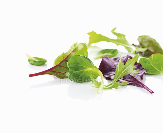 Verschiedene junge Salatblätter — Stockfoto