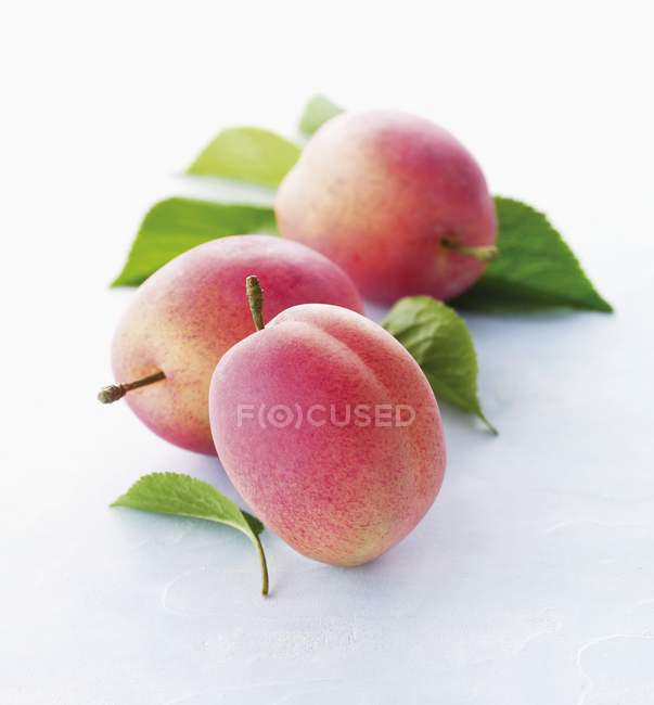 Ameixas frescas de victoria maduras — Fotografia de Stock