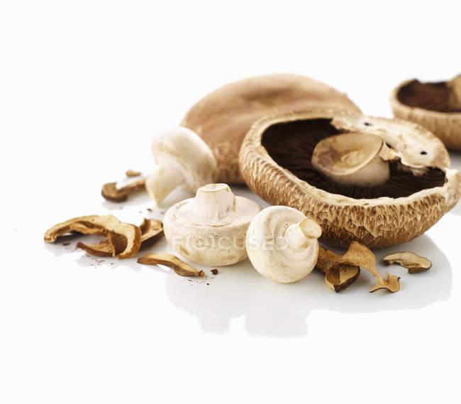 Various mushrooms on a white surface — Stock Photo