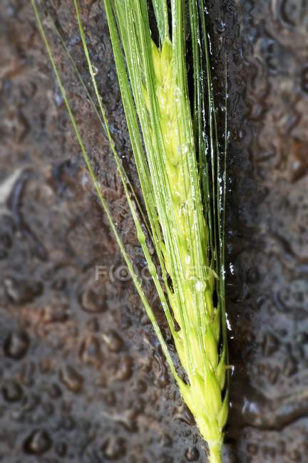 Vista de cerca de gotas de agua en una oreja de cebada - foto de stock