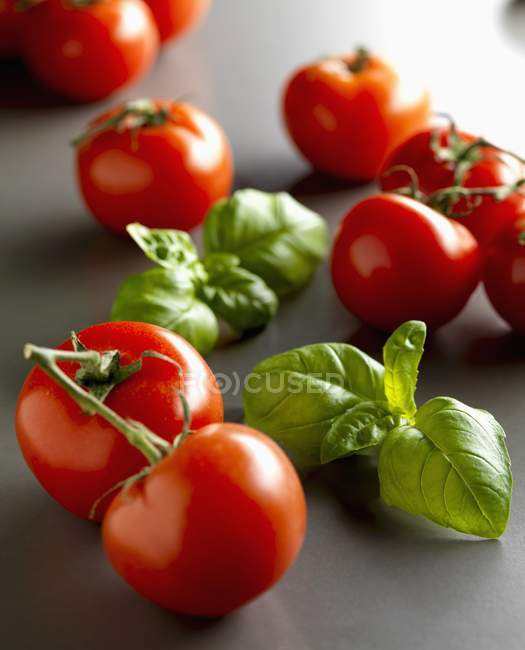 Rote Tomaten und Basilikumblätter — Stockfoto