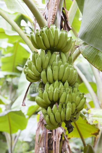 Um monte de bananas verdes — Fotografia de Stock