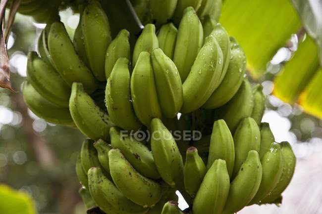 Bunch of Green Bananas — Stock Photo