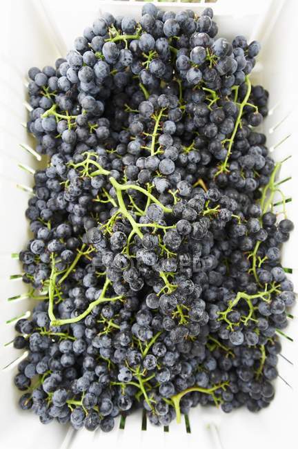 Fresh picked black grapes — Stock Photo