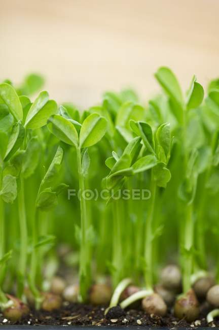 Brotes de girasol de growig verde - foto de stock
