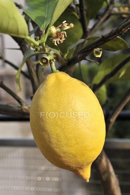 Limón creciendo en el árbol - foto de stock