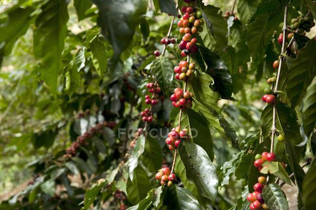 Vista diurna dei chicchi di caffè sui rami delle piante — Foto stock