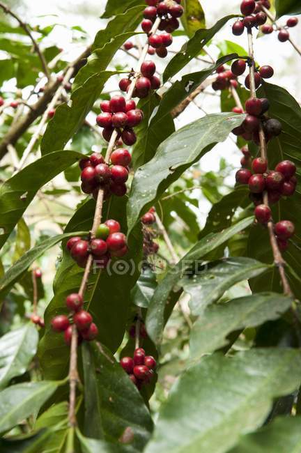 Vista de perto de grãos de café em ramos de arbusto — Fotografia de Stock