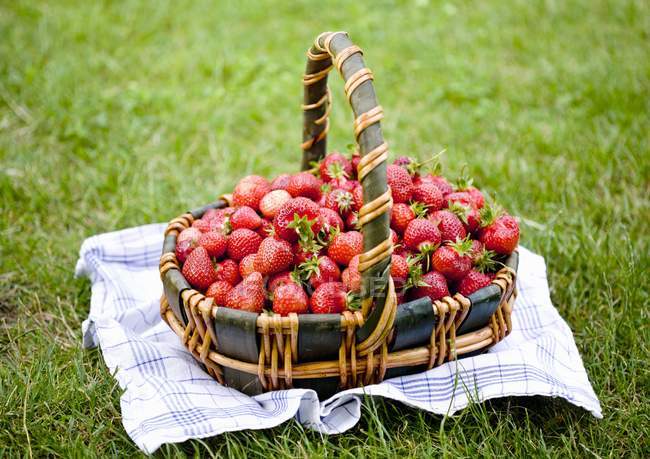 Korb mit frisch gepflückten Erdbeeren — Stockfoto