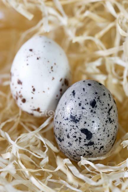 Primo piano vista di due uova di quaglia di cioccolato in paglia per Pasqua — Foto stock