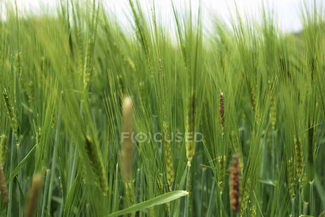 Closeup daytime view of green barley field — Stock Photo