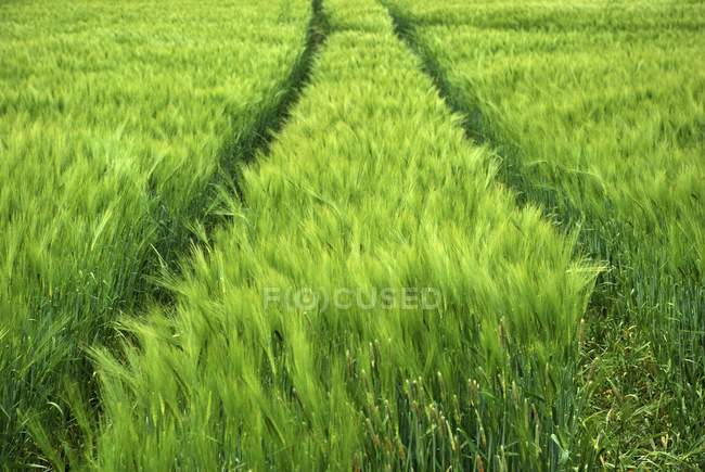 Daytime view of vehicle trails in a green barley field — Stock Photo