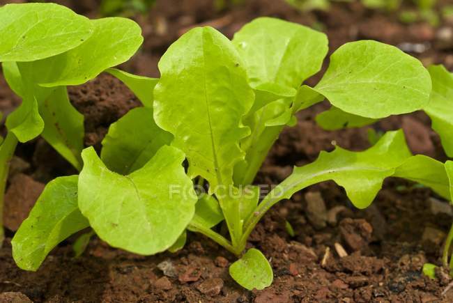 Салат из листьев в саду — стоковое фото