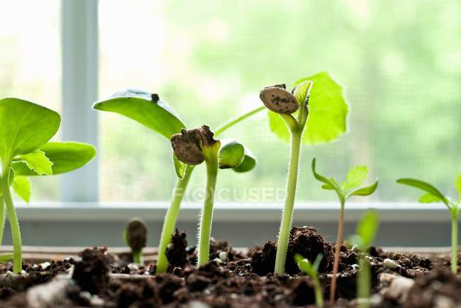 Zucchini Seedlings in a Window Sill — Stock Photo