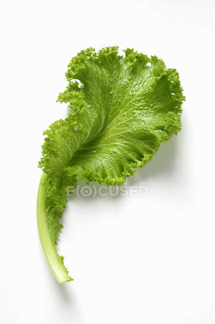 Chinese cabbage with curly leaf — Stock Photo