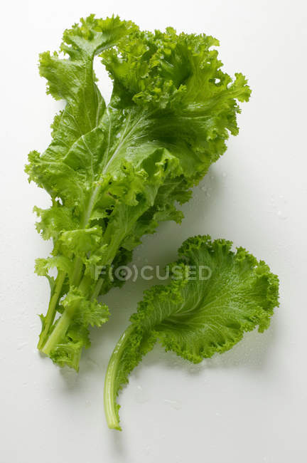 Chinese cabbage with curly leaves — Stock Photo