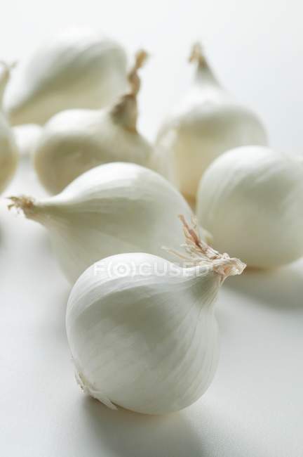 Маленький белый лук — стоковое фото