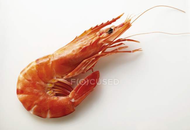 Cooked shrimp on white background — Stock Photo