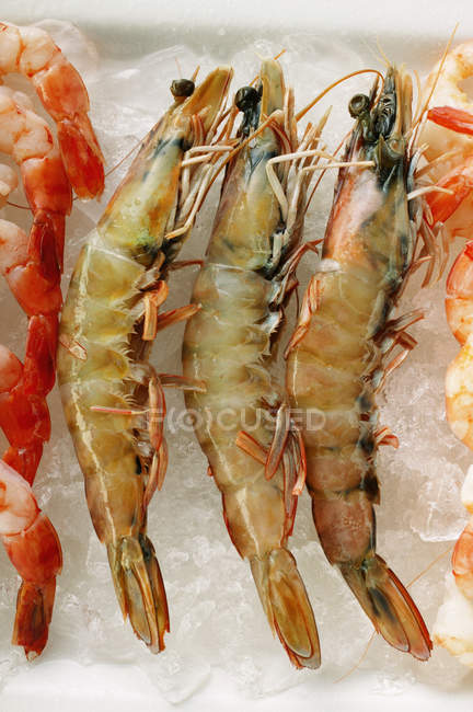 Crevettes jumbo sur glace concassée — Photo de stock