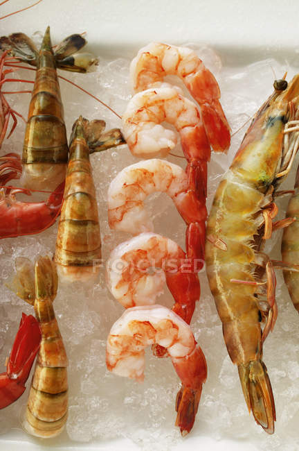 Crevettes sur glaçons — Photo de stock