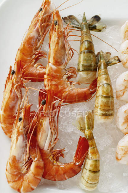 Crevettes sur glaçons — Photo de stock