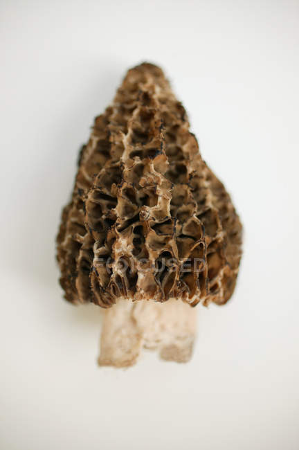 Gros plan vue de dessus d'un champignon morilles sur surface blanche — Photo de stock