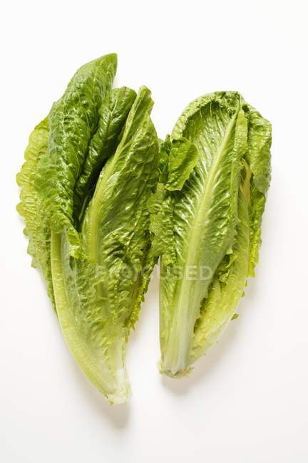 Green Romaine lettuce — Stock Photo