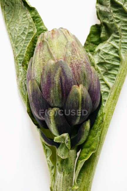 Alcachofa fresca con hojas - foto de stock