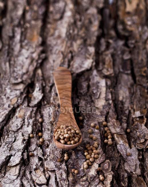 Sementes de coentro em colher de madeira — Fotografia de Stock