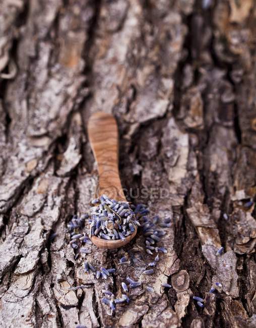 Lavendelblüten auf einem Holzlöffel auf Rinde — Stockfoto
