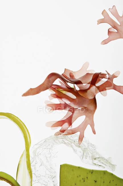 Nahaufnahme von Algenarten auf weißem Hintergrund — Stockfoto