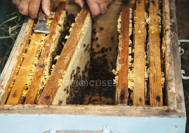 Beekeeper with honeycombs in hands — Stock Photo