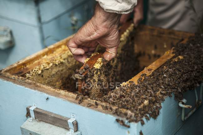 Пчеловод с сотами в руках — стоковое фото