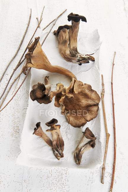 Cogumelos trompete rei — Fotografia de Stock