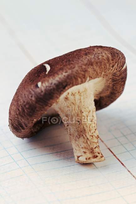 Cogumelo shiitake, close-up — Fotografia de Stock