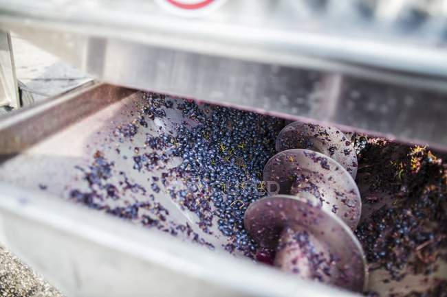 Vista de primer plano de las uvas tintas transformadas en una máquina - foto de stock