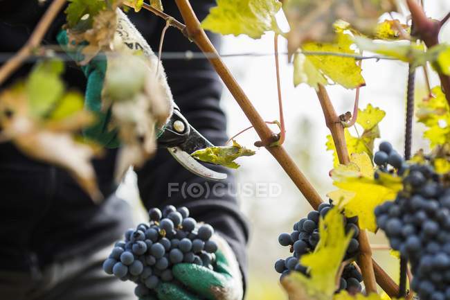 Trabajador recogiendo uvas negras - foto de stock