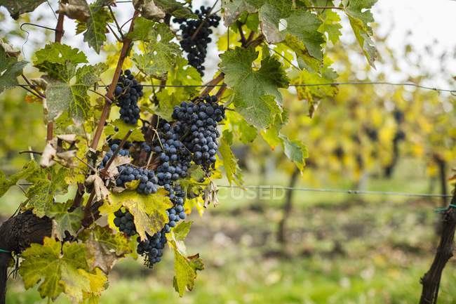 Red wine black grapes — Stock Photo