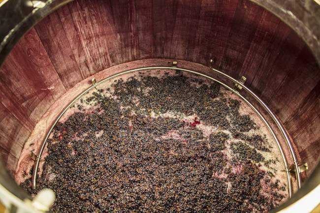 Повышенный вид красного вина пюре брожения в деревянной ванне — стоковое фото