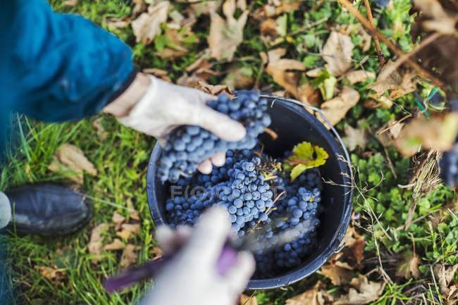 Worker collecting red wine grapes — Stock Photo