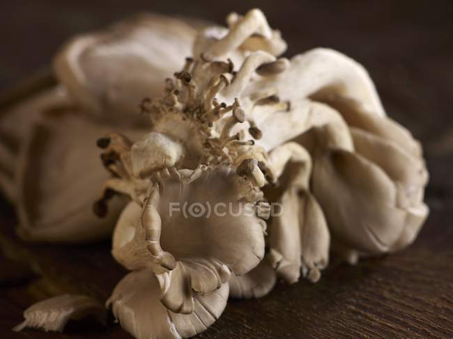 Funghi ostrica freschi — Foto stock