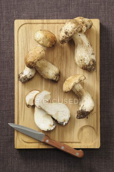 Champignons porcini frais — Photo de stock