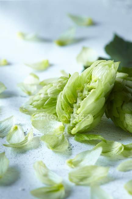 Closeup view of fresh green hops — Stock Photo