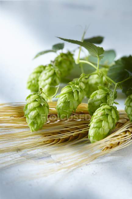 Closeup view of green hops umbels and barley ears — Stock Photo