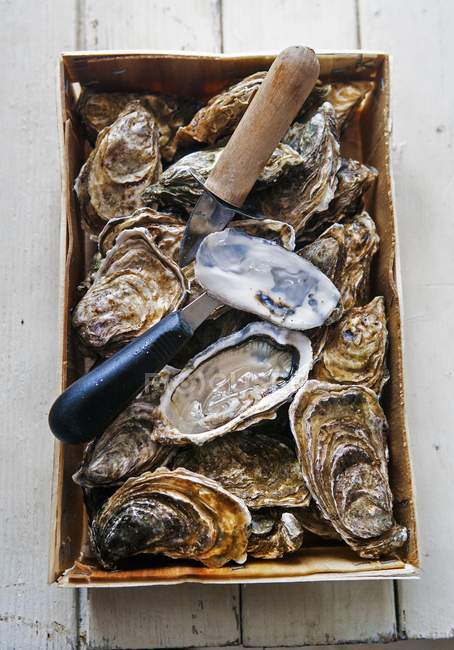 Frische Austern, Marennes d 'oleron — Stockfoto