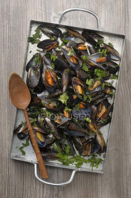 Cooked Mussels with parsley — Stock Photo