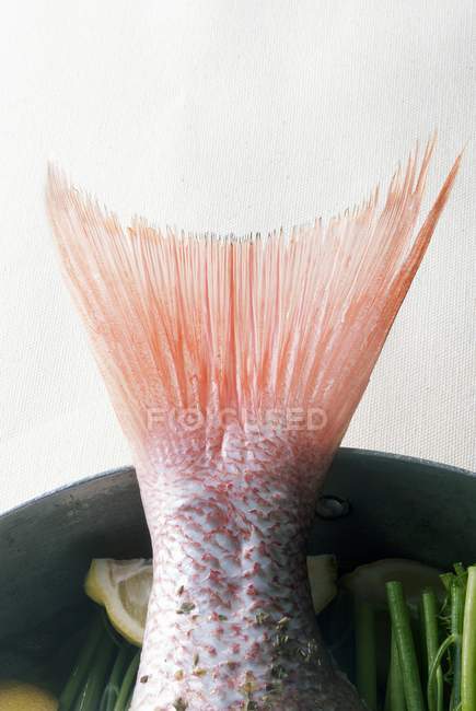 Cola de pescado fresco - foto de stock