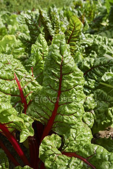 Chard growing in vegetable garden — Stock Photo