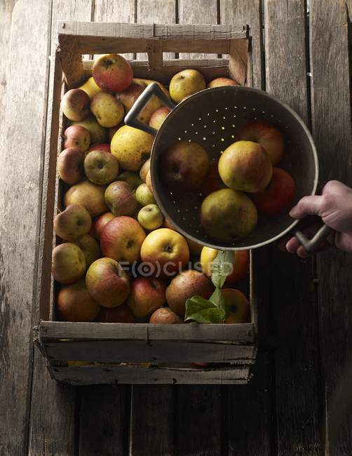 Différents types de pommes — Photo de stock