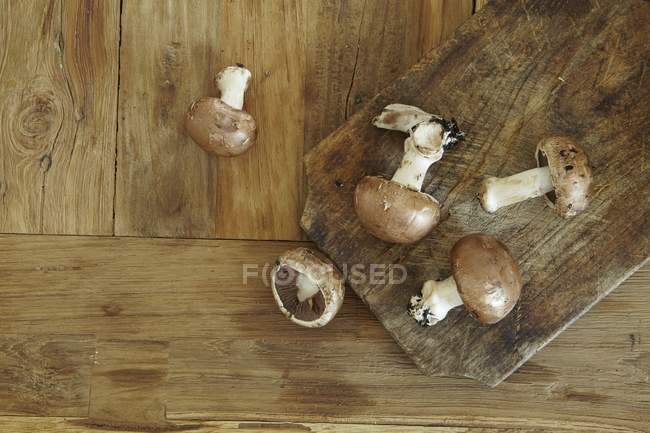 Champiñones castaños, primer plano - foto de stock